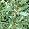 Salix alba